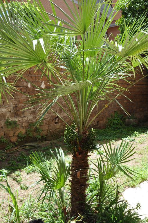 Domus Rosetta Romana Con Giardino *