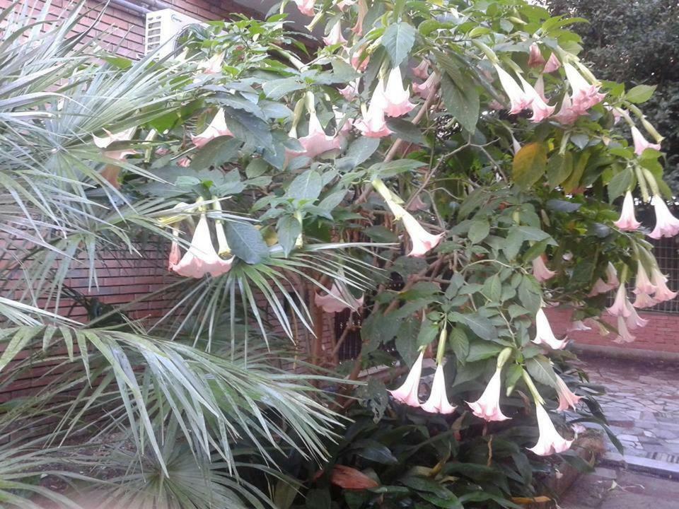 Apartment Domus Rosetta Romana Con Giardino Rome