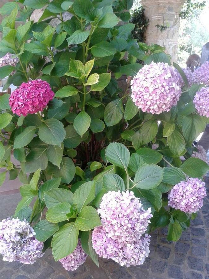 Domus Rosetta Romana Con Giardino *